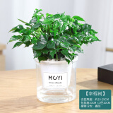 墨一幸福树盆栽 花卉植物室内绿植办公室绿植早安盆美观室内源头直发