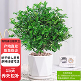 欧芽清香胡椒木植物办公室桌面绿植花卉 盆栽室内客厅 清香木盆景苗【几何陶瓷盘】 含盆