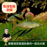 云峰海瑞 小型热带鱼观赏鱼活体红绿灯鱼淡水水族鱼宠物虎(四间鱼)皮鱼 小仙女（燕子美人）2条