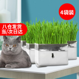 华畜【4袋装】猫草种子去毛球猫咪零食洁牙美毛化毛膏猫草种植套装