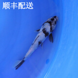 琅河水族 锦鲤鱼活体 冷水观赏鱼活鱼多品类精选 白写 19-21cm