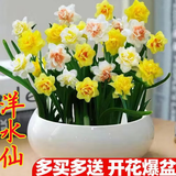 重瓣水仙花种球盆栽四季开花室内水培植物耐寒花卉小水仙种子 精品中球11个（营养液+肥） 混合品种