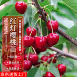 四万公里【买一送一】车厘子树苗红灯樱桃树水果树裸根苗南北方种盆栽地栽