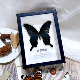 艺馨维尼真蝴蝶标本展翅昆虫装饰品手工收藏学生创意生日礼物居家展示摆件 碧翠凤蝶【黑框】
