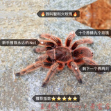 网红宠物蜘蛛爬虫巴西所罗门金直间智利火橙巴布温顺好养 智利火玫瑰2.5cm(含套装)