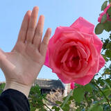 耐寒蔷薇花苗爬藤四季开花室内盆栽室外藤本月季玫瑰花卉易活植物 粉扇 灌木 精品花苗 不含盆