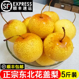 辰实【顺丰】花盖梨 新鲜东北软梨 水果特产可做冻梨 5斤（大果）约20个
