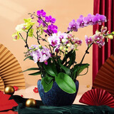 绿韵花田【两小时达】蝴蝶兰盆栽带花苞花剑花盆真花兰花开业乔迁生日礼物 10株混搭（瓷盆随机）