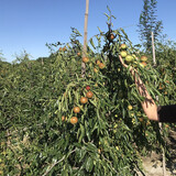枣树活苗当年结果地栽枣子树苗南方北方种植枣树嫁接苗特大青枣苗 10年嫁接庭院苗(品种留言)当年结果