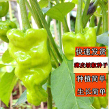 花语笙默四季播种蔬菜种子家庭种菜盆栽田园地栽菜种易种植易生长瓜果菜籽 薄皮皱椒种子（约110粒） 原厂封装1袋