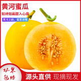 遇见悯农正宗陕西阎良甜瓜香瓜黄河蜜瓜黄金瓜黄金蜜当季新鲜水果红肉甜瓜 黄河蜜瓜净重4.5斤 优选装