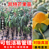 芥圃芒果树苗 官方旗舰 嫁接芒果苗大金煌芒四季红贵妃南方种植果树苗 凯特芒果苗【带土带叶发货】 3年苗  高度：80-100公分