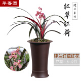 华香园华香园兰花 红草红荷 建兰红花荷瓣 幽香型不带花苞耐阴花卉绿植 红草红荷1棵3苗不花苞裸根发货