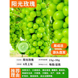 欧悟【买2颗送1颗】嫁接葡萄树苗 南北方种植盆栽地栽庭院阳台果树苗 阳光玫瑰葡萄 六年大苗当年结果