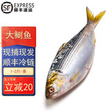鹿凌青新鲜东海大鲥鱼 特大号1.8-2斤/条 无需刮鳞 海鲜水产海鱼鱼类