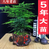 雅卉盆栽大文竹耐阴四季常青植物去客厅办公室内开业绿植大盆景 大文竹+复古家和万事兴花盆