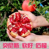 昊兰诺石榴树苗 突尼斯石榴苗软籽庭院果树地栽南方北方种植当年结果 突尼斯软籽【当年结果苗】 81cm(含)-110cm(含)