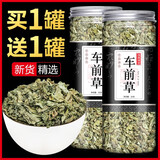 车钱草干货袋泡茶中药材新鲜干车前草凉茶中药材金钱车轮草 (2罐)车钱草