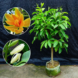 白兰花盆栽花卉植物室内花四季黄角兰白玉兰花树苗老桩带花苞开花 白兰8年苗2.5cm直径当年开花 不含盆