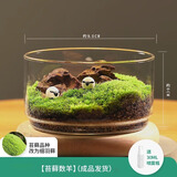 绿荫巷子苔藓微景观生态瓶私人草坪桌面迷你盆栽办公室创意教师节礼物神奇 【成品】苔藓数羊