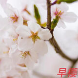 滨淇樱花树苗早樱晚樱花绿化苗木 早晚樱花地径3厘米粗源头直发