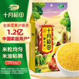 十月稻田 黄小米 1kg（小黄米 小米粥 五谷杂粮  粥米 ）