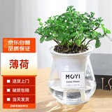 墨一薄荷盆栽玻璃盆新鲜薄荷叶室外好养桌面植物 薄荷玻璃盆 源头直发