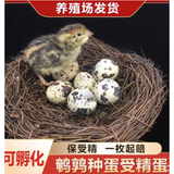 OIMG鹌鹑种蛋 鹌鹑蛋受精种蛋可孵化 受精种蛋孵化蛋新鲜鹌鹑 买10枚多发10枚【保受精10个】