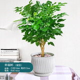 绿荫巷子幸福树绿宝绿植盆栽桌面植物办公室客厅吸甲醛好养易活四季常青 【陶瓷花型盆】大幸福树 约50cm