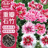 寿禾 石竹种子苗混色重瓣家庭花卉种籽 潍丰系列重瓣石竹种子2000粒