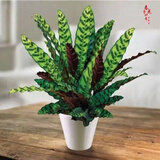 室内绿植花卉盆栽孔雀竹芋 猫眼彩虹绿植盆栽植物 猫眼竹芋20-30厘米高 原盆原土发货 含原装简易塑料盆