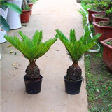 意轩大铁树盆景 铁树苗 苏铁 铁树苗植物盆栽苏铁苗大铁树庭院阳台 球直径5厘米