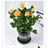 带花苞玫瑰花盆栽 钻石玫瑰四季开花观花绿植室内阳台庭院带盆栽好四季开花 金黄玫瑰 【4棵带盆栽好】