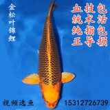 狮湾纯种日本锦鲤鱼活体观赏鱼淡水鱼冷水鱼家庭锦鲤鱼苗红白大正三色 纯种血统金松叶锦鲤一条 12-14cm