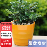 欧芽清香胡椒木植物办公室桌面绿植花卉 盆栽室内客厅 清香木3年苗【橙色螺纹盆】 含盆