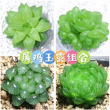 墨一（送货上门）玉露多肉植物带盆蓝镜玉露办公室桌面盆栽植物花卉 【属鸡玉露】组合 带盆栽好