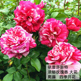 耐寒蔷薇花苗爬藤四季开花室内盆栽室外藤本月季玫瑰花卉易活植物 伊蕾莎斯特 灌木 精品花苗 不含盆