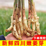 辰实四川嫩姜【现挖现发】嫩仔姜新鲜 子姜红芽姜醋泡姜 1斤嫩姜牙【推荐】