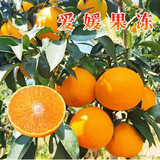 颜怒正宗嫁接砂糖橘子树苗无籽蜜橘树苗盆栽地栽果树苗南方北方种植 爱媛 五年大苗当年结果多