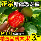 采缇（CAITI）新疆恐龙蛋味帝红肉李子新鲜水果特产红布林脆李孕妇当季整箱 净重三斤装40-60g
