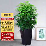 芙洛拉花园【2小时达】发财树绿萝金钱树散尾葵天堂鸟大型绿植室内开业乔迁 八方来财-鸭掌木