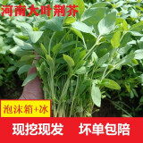 荆芥菜新鲜河南大叶荆芥叶菜调味凉拌菜茎芥鲜嫩现挖现发带根 新鲜现挖荆芥  【 2斤】