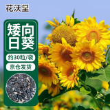花沃里 盆栽矮向日葵种子 花卉种子家庭盆栽向日葵阳台校园花坛约30粒