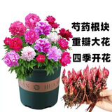 】四季开花浓香芍药大花重瓣耐寒耐热驱蚊虫室内外养不死花卉夏季 混色装超值火爆四季浓香 精品5芽开16-20朵花