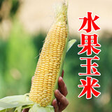 密云农家 新鲜水果玉米5斤 香甜多汁 甜玉米 棒子 蔬菜生鲜 水果玉米5斤