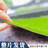 孙凯（SUNKAI）鲜活苔藓青苔藓 微景观植物盆景生态瓶diy绿植水陆缸假山盆栽盆景