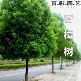 苗彩大叶香樟树苗四季常青绿化苗木香樟树小苗可庭院绿化树苗庭院树苗 2公分粗苗 壮苗