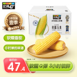 北纬47°（BEIWEI） 黄糯玉米2.4斤(200g*6穗)  低脂玉米棒糯玉米 东北玉米粘 礼盒