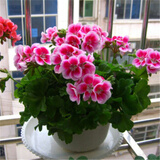 汉柠大花天竺葵花苗重瓣花卉庭院阳台盆栽天竹葵 精品7号花色 天竺葵苗1棵