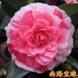盆栽茶花苗 山茶花苗绿植花卉盆栽四季好养茶花树苗盆栽耐寒花卉观花植物室内花卉绿植开花不断 不含盆 南海宝珠 2年苗